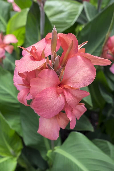 Hybrid Cana Lily, USA