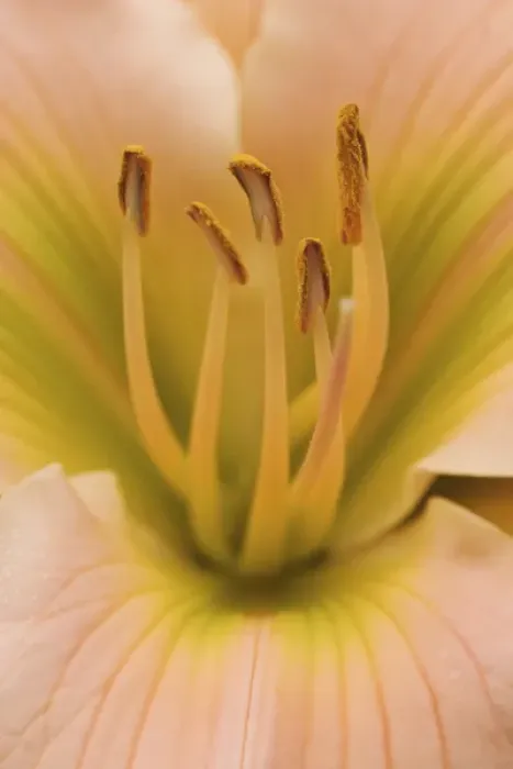 Framed Print : Hybrid Daylily, Hemerocallis spp