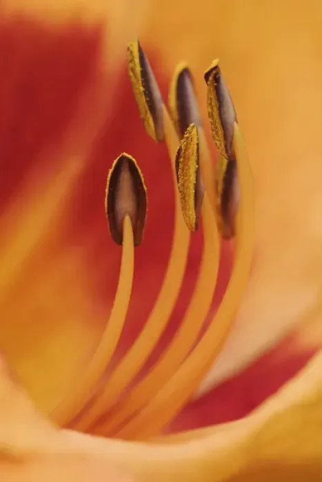 Framed Print : Hybrid Daylily, Hemerocallis spp Framed Print : Hybrid Daylily, Hemerocallis spp
