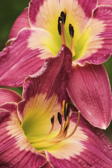 Framed Print : Hybrid Daylily, Hemerocallis spp