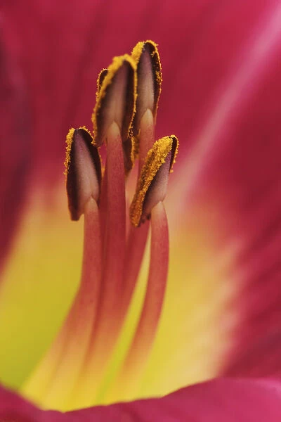 Hybrid daylily stamen, consisting of anthers and filaments, Louisville, Kentucky
