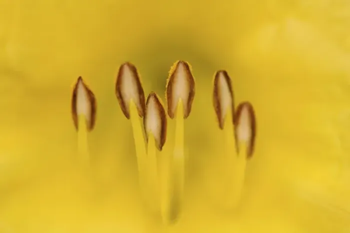 Framed Print : Hybrid daylily stamen, consisting of anthers and filaments, Louisville, Kentucky