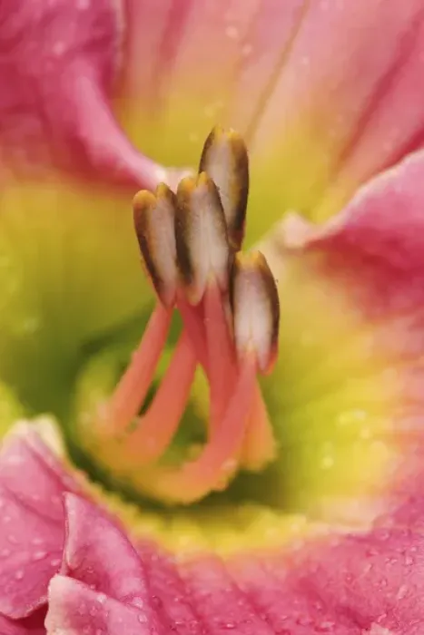 Framed Print : Hybrid daylily stamen, consisting of anthers and filaments, Louisville, Kentucky Framed Print : Hybrid daylily stamen, consisting of anthers and filaments, Louisville, Kentucky