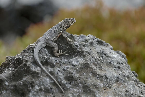 Hybrid Iguana, South Plaza Island, Galapagos Islands, Ecuador