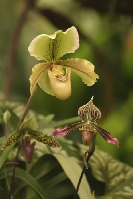 Framed Print : Hybrid Ladyslipper Orchids, Paphiopedilum spp. Selby Gardens, Sarasota, Florida Framed Print : Hybrid Ladyslipper Orchids, Paphiopedilum spp. Selby Gardens, Sarasota, Florida