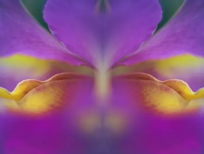 Framed Print : Hybrid orchid, Florida Framed Print : Hybrid orchid, Florida