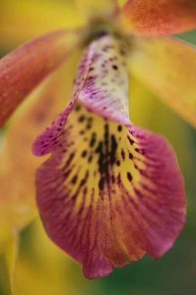 Hybrid orchid, Florida