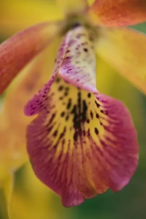Framed Print : Hybrid orchid, Florida Framed Print : Hybrid orchid, Florida