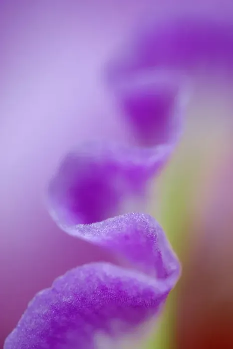 Framed Print : Hybrid Orchid, Orchidacae spp Framed Print : Hybrid Orchid, Orchidacae spp