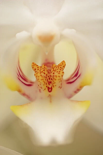 Hybrid Orchid, Orchidacae spp. Selby Gardens Sarasota, Florida