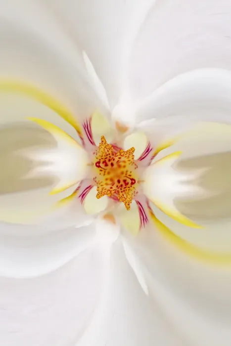 Framed Print : Hybrid Orchid. Selby Gardens, Sarasota, Florida