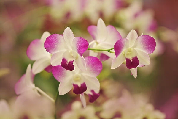 Hybrid Orchids, Orchidacae spp. Selby Gardens, Sarasota, Florida