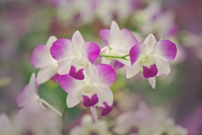 Framed Print : Hybrid Orchids. Selby Gardens, Sarasota, Florida