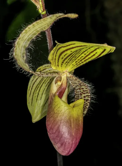 Framed Print : A hybrid Paphiopedilum orchid, native to Asia, shows off its unique pouch-shaped lip, lending to it the common name, Lady Slipper Framed Print : A hybrid Paphiopedilum orchid, native to Asia, shows off its unique pouch-shaped lip, lending to it the common name, Lady Slipper