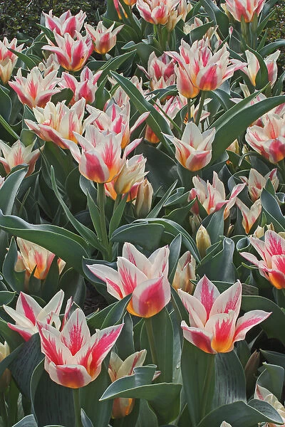 Hybrid Tulips in spring, Tulipa spp