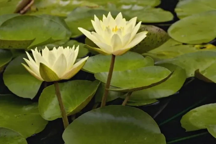 Framed Print : Hybrid water lilies, White River Gardens State Park, Indianapolis, Indiana