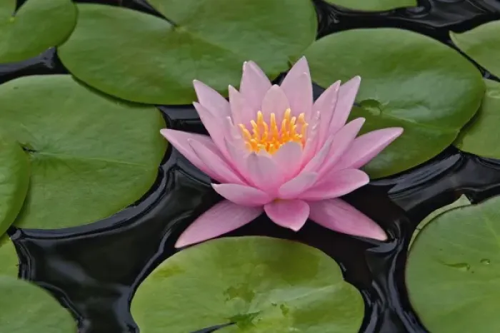 Framed Print : Hybrid water lily, Louisville, Kentucky. Nympheaceae spp Framed Print : Hybrid water lily, Louisville, Kentucky. Nympheaceae spp