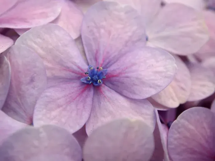 Framed Print : Hydrangea Framed Print : Hydrangea