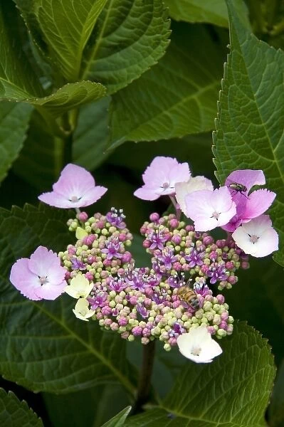 Hydrangea flowering plant at Horseshoe Bay in West Vancouver, British Columbia, Canada
