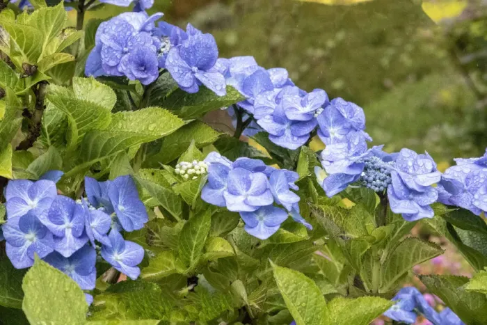 Framed Print : Hydrangea growing in the gardens of Dunvegan Castle in northern Isle of Skye Framed Print : Hydrangea growing in the gardens of Dunvegan Castle in northern Isle of Skye