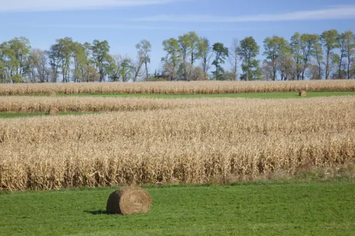 Framed Print : IA, Jackson County, Hay bales and cornfield Framed Print : IA, Jackson County, Hay bales and cornfield