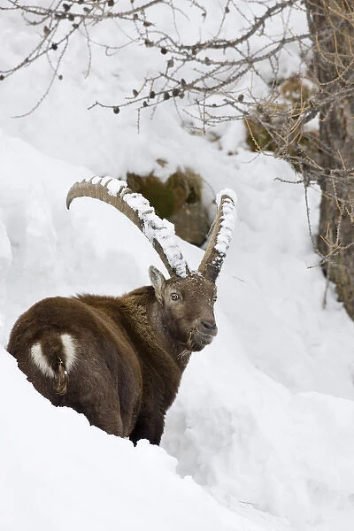 Ibex (Capra ibex) in fresh deep snow, face and horn covered with snow