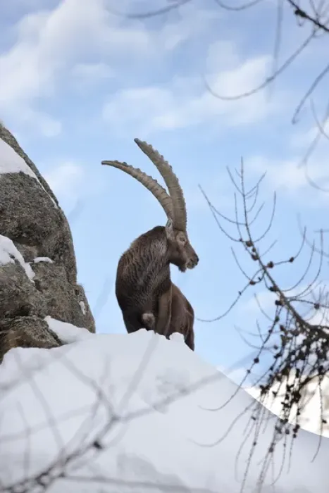 Framed Print : Ibex (Capra ibex) stands on rock during dawn with fresh deep snow... Gran Paradiso National Park Framed Print : Ibex (Capra ibex) stands on rock during dawn with fresh deep snow... Gran Paradiso National Park