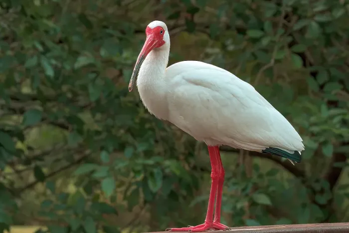 Framed Print : Ibis Framed Print : Ibis