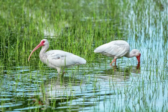 Framed Print : Ibis wading