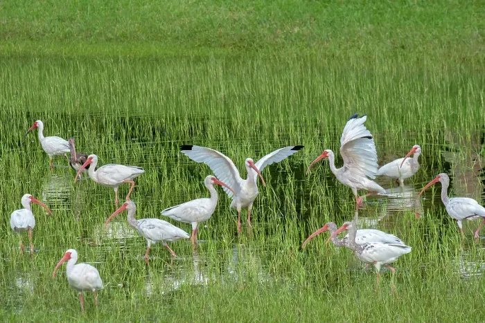 Framed Print : Ibis wading