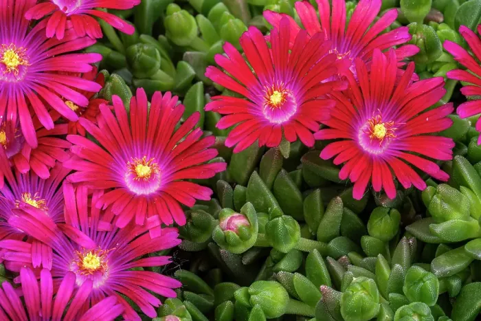 Framed Print : Ice plant Framed Print : Ice plant