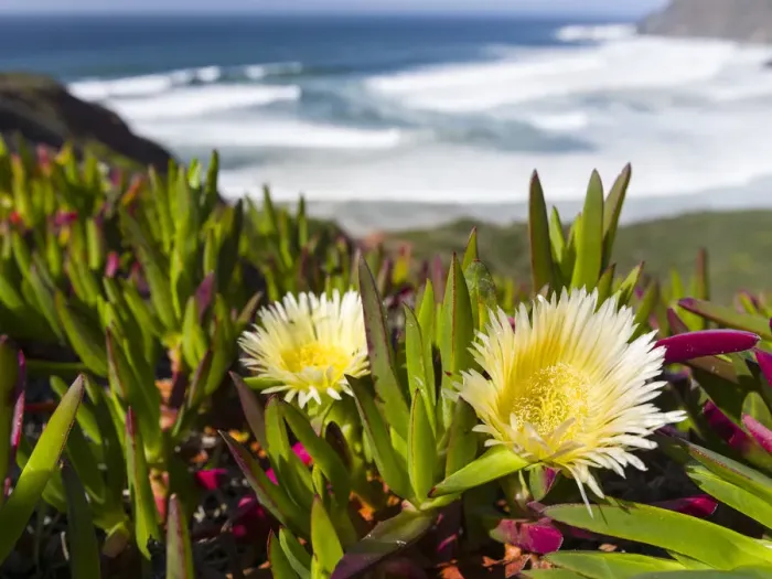 Framed Print : Ice plant or Hottentot-fig, highway ice pant, pigface (Carpobrotus edulis) at the Costa Vicentina Framed Print : Ice plant or Hottentot-fig, highway ice pant, pigface (Carpobrotus edulis) at the Costa Vicentina