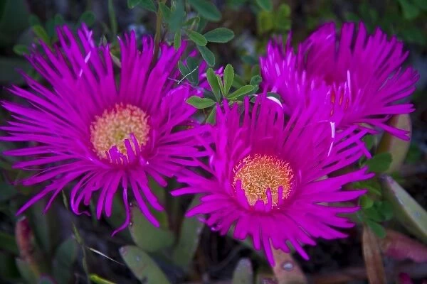 Ice Plant in western Cape NP, South Africa