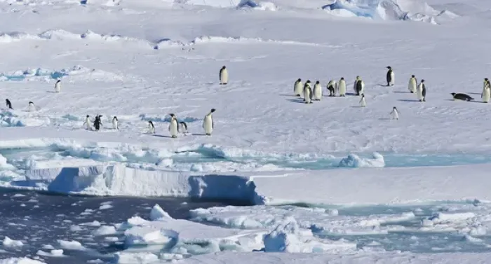 Framed Print : Ice Shelf, Antarctica. Emporer Penguins. Panoramic Composite