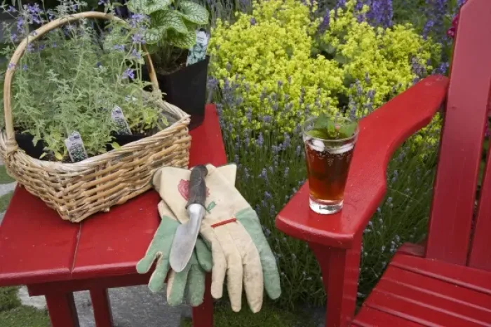 Framed Print : Ice tea rests on red chair while gardening Framed Print : Ice tea rests on red chair while gardening