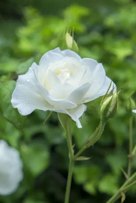 Framed Print : Iceberg Rose, USA