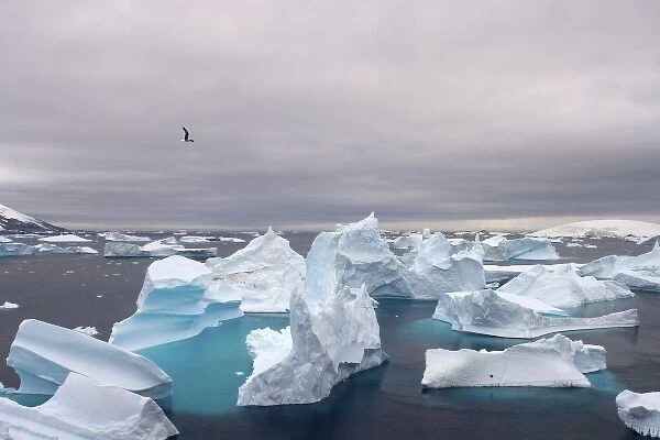 icebergs floating off the western Antarctic peninsula, Antarctica, Southern Ocean