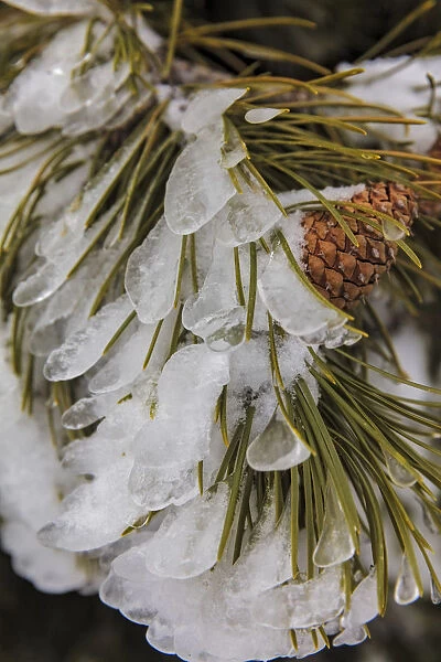 Iced over pine cones in Yellowstone National Park, Wyoming, USA