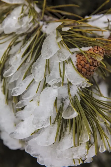 Framed Print : Iced over pine cones in Yellowstone National Park, Wyoming, USA Framed Print : Iced over pine cones in Yellowstone National Park, Wyoming, USA