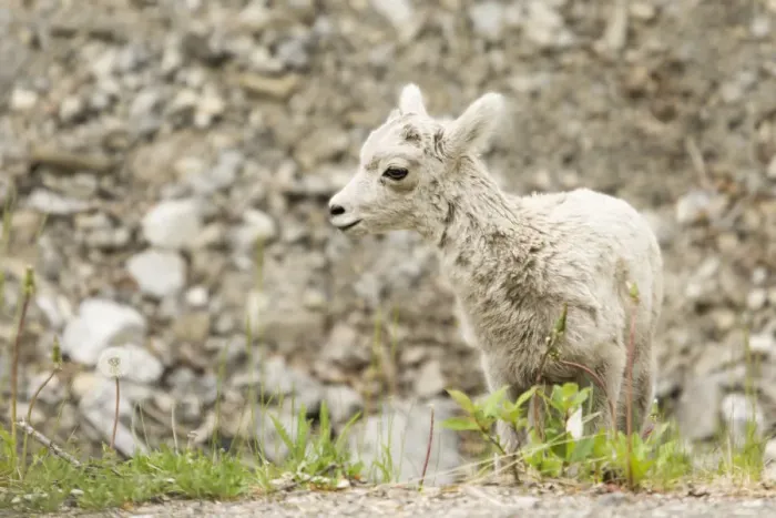 Framed Print : Icefields Parkway, Jasper National Park, Alberta, Canada. Baby Bighorn sheep