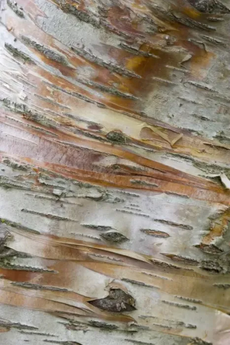 Framed Print : Iceland, Akureyri. Bark detail on a birch tree in Akureyri Botanical Gardens