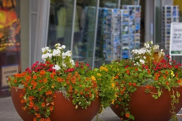 Iceland, Akureyri. Large pots of flowers decorate the main business district