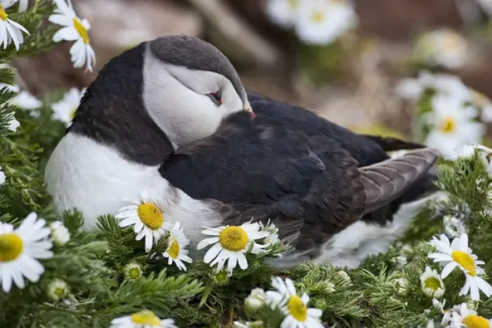 Framed Print : Iceland, Breidavik, Puffin Nesting Among the Daisies
