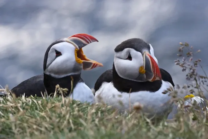 Framed Print : Iceland, Breidavik, Puffins