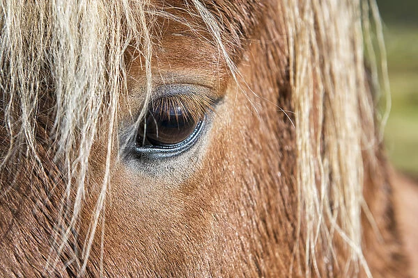 Iceland. Close-up of eye and head of Icelandic horse