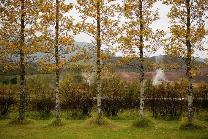 Framed Print : Iceland. Geothermal activity can be seen behind the row of Aspen trees in the valley of Haukadalur Framed Print : Iceland. Geothermal activity can be seen behind the row of Aspen trees in the valley of Haukadalur