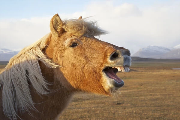 Iceland, HAafn. Icelandic horse seems to laugh at camera