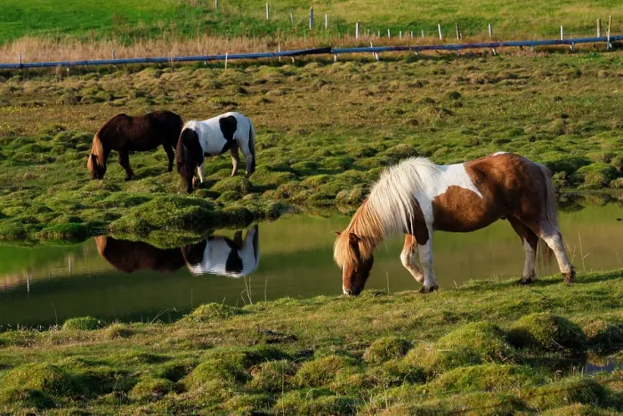 Framed Print : Iceland. Horse grazes on the green grasses in southern Iceland