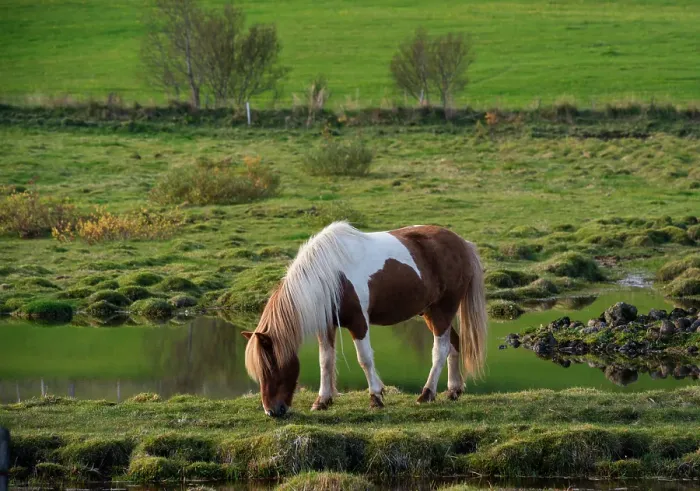 Framed Print : Iceland. Horse grazes in southern Iceland