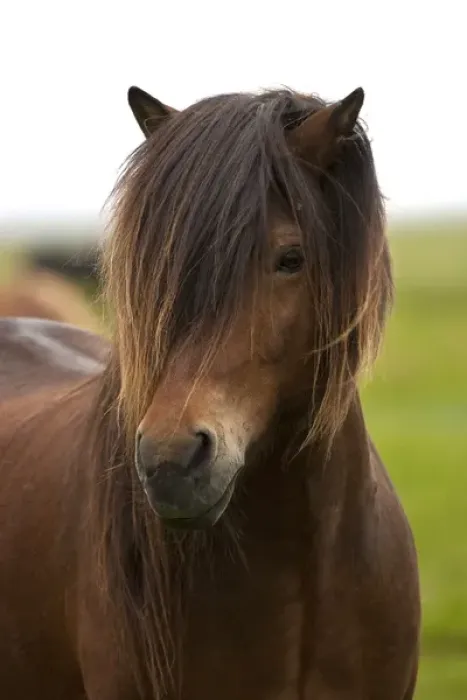Framed Print : Iceland, Icelandic Horse Framed Print : Iceland, Icelandic Horse